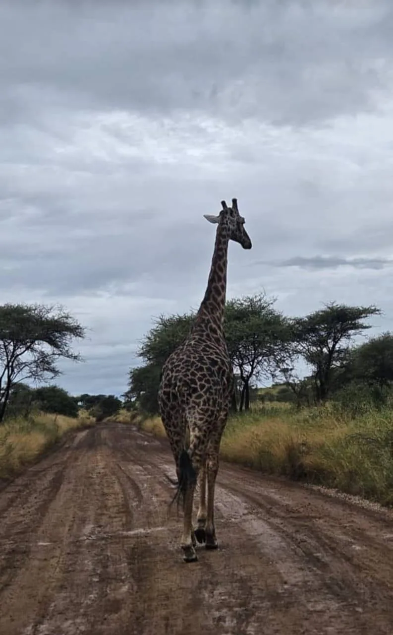 Giraffe in the Tanzanian savanna
