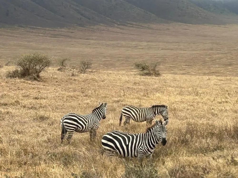 Zebras grazing on the Tanzanian savanna